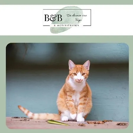 Benb De Dromen Tuyn, Grote Markt